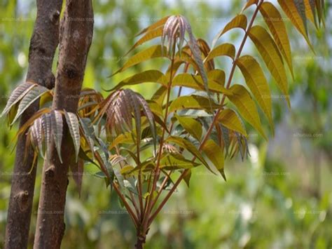 中年男士髮型 香椿树种植